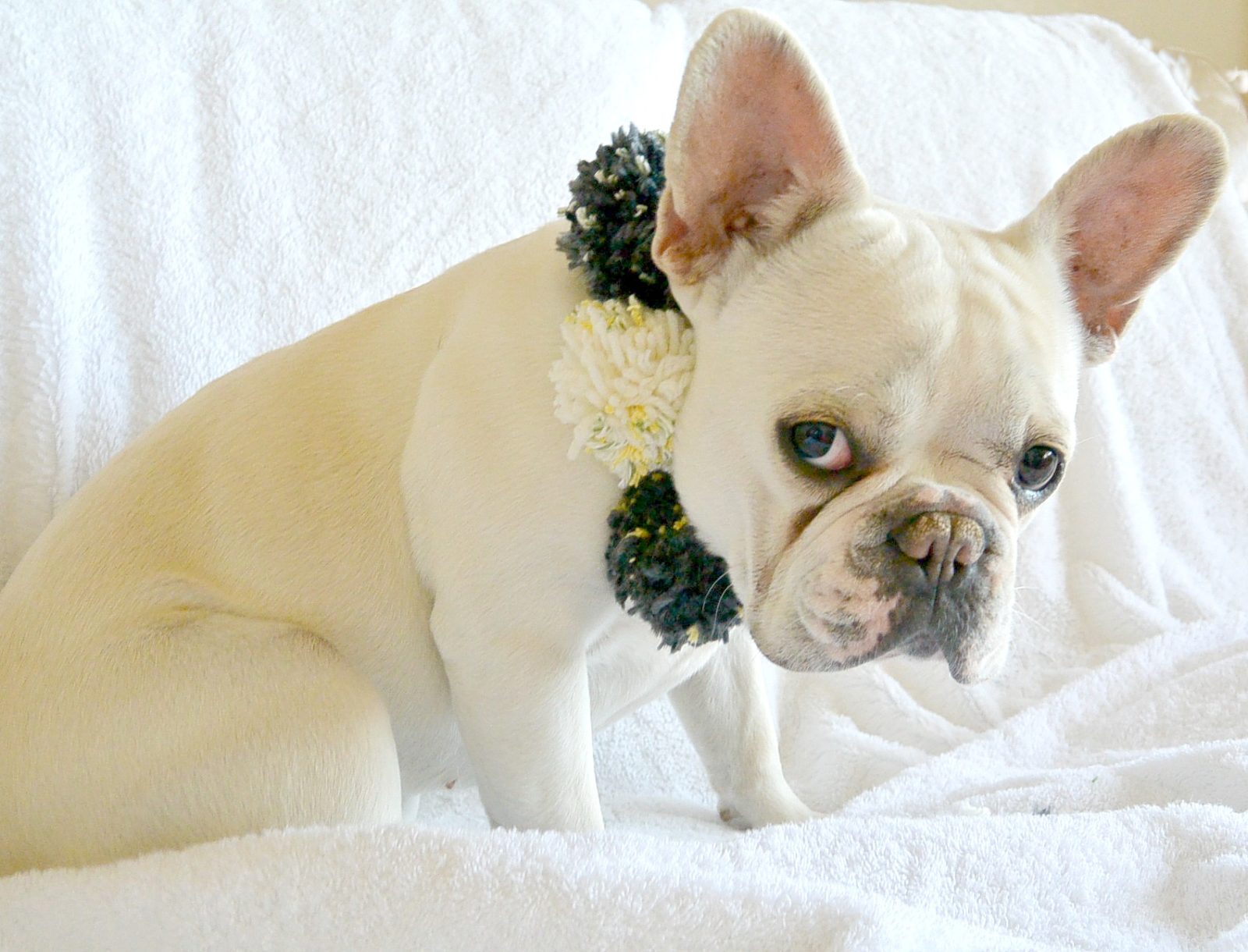 Knit Bow Tie And Pom Collar