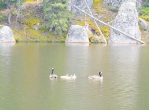 Geese on Hike in Rain