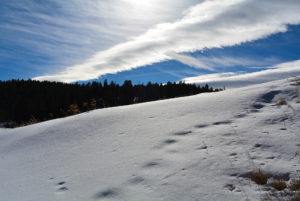 Tracks in Snow