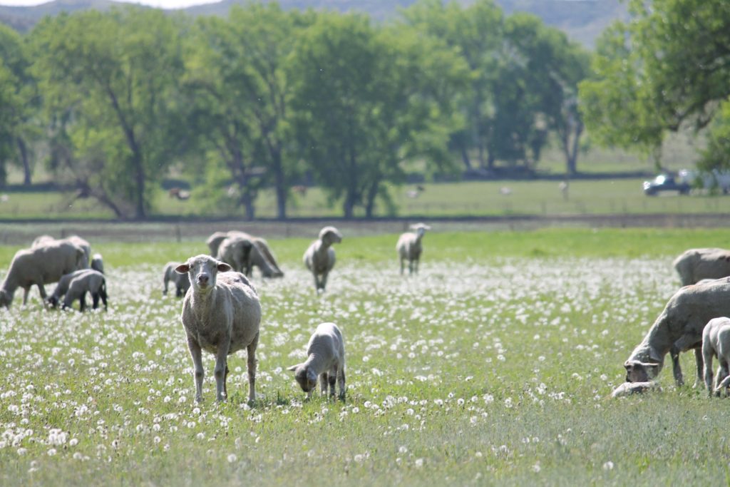 3rd ranch sheep in field soft focus