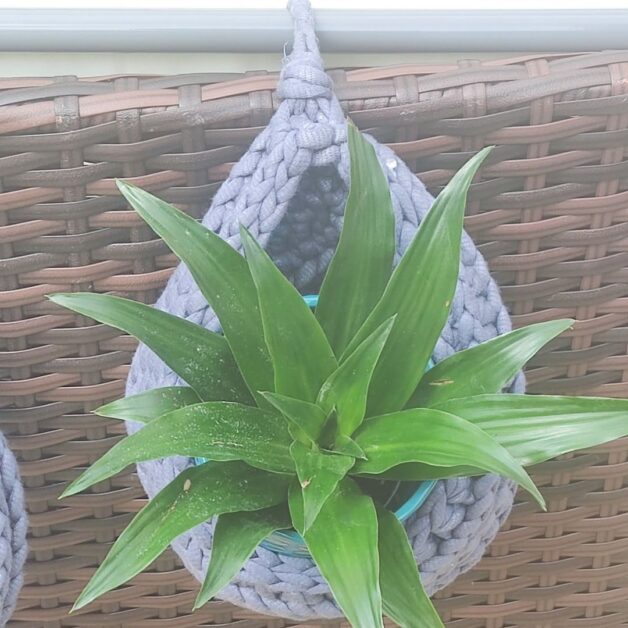 Plant Crochet Basket Pattern